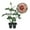 2 Plants, variant on Koko Loko Rose Bush - Live Starter Plant in a 2 Inch Pot - Beautiful Roses from Florida - A Stunningly Beautiful Ornamental Rose