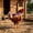 Pink, variant on Upgrade Waterproof Hen Saddle, Protective Pinafore Vest for Chickens Ducks Geese, Anti-Pecking Cape for Backyard Flock, 12.40x9.45in B