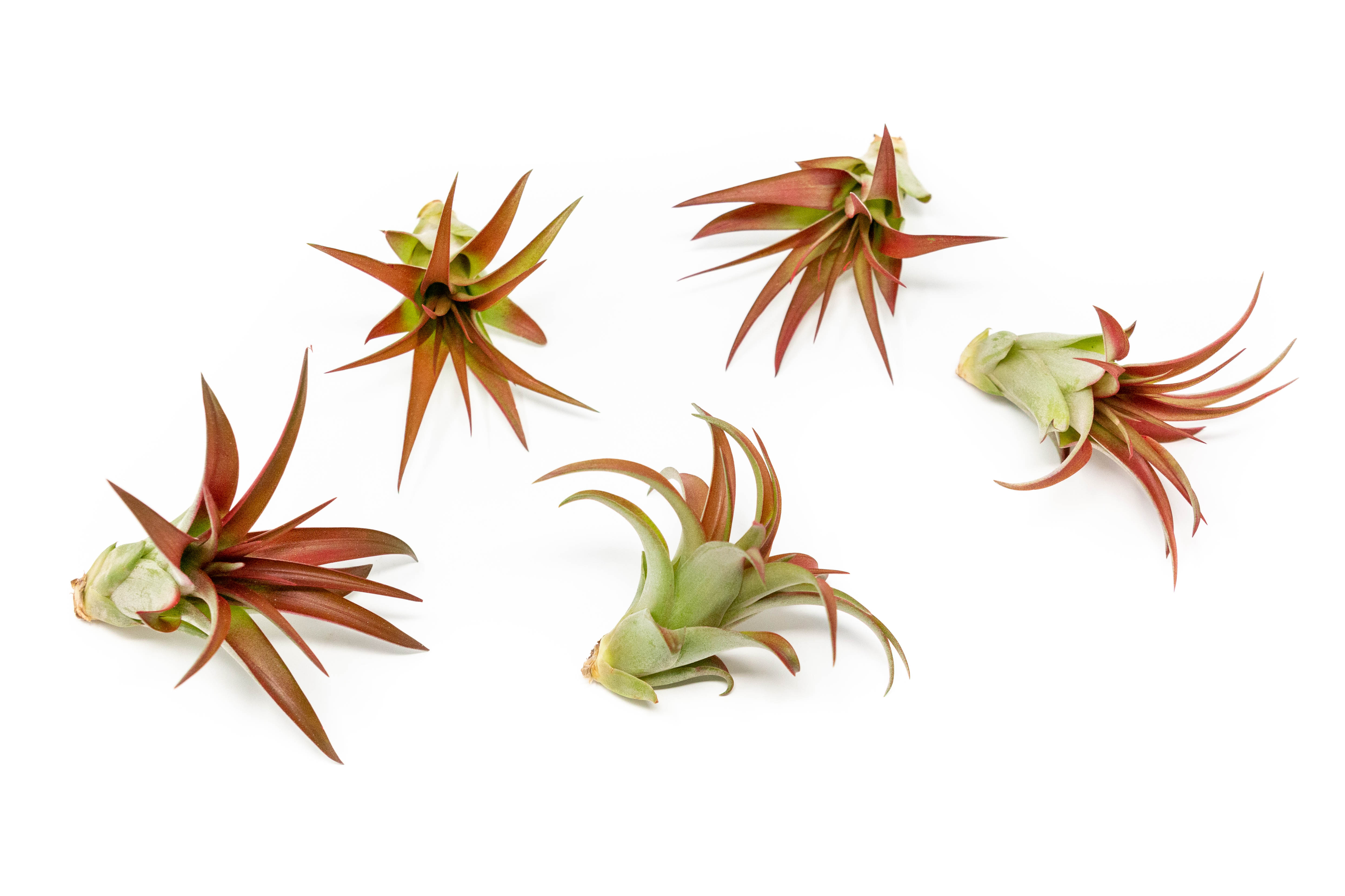 Air Plant Shop Festive Terrarium Air Plants - Wholesale and Bulk - Succulents - Live Tillandsia - Easy Care Indoor and Outdoor House Plants