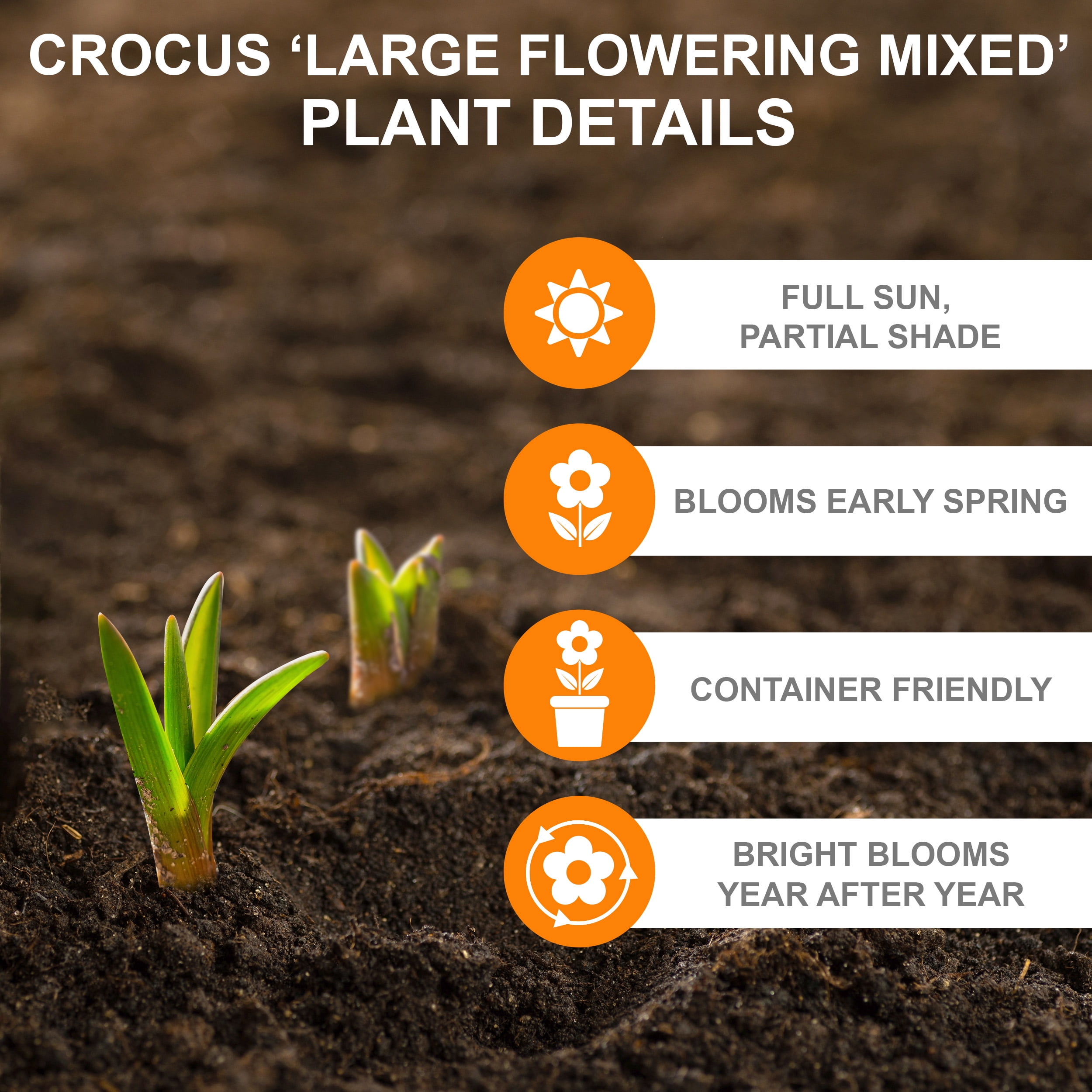 Garden State Bulb Large Flowering Mixed Crocus Flower Bulbs, 8/9cm (Bag of 50)
