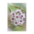 thumbnail image 2 of Gango Home Decor Hoya Bella Blooms I by Kathy Mahan (Printed on Paper); One 24x36in Fine Art Paper Giclee Print, 2 of 4