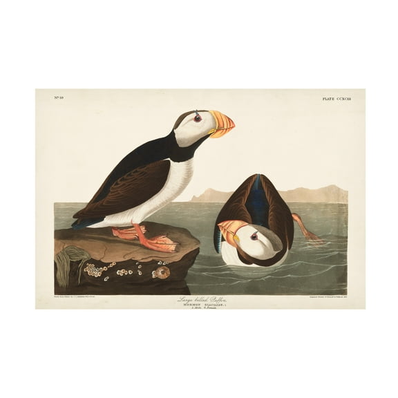 John James Audubon 'Large billed Puffin' Canvas Art