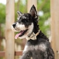 thumbnail image 5 of Didog Personalized Dog Collar Cute Bow Tie Custom Pet Name Engraved Metal Buckle 2XS-S, 5 of 6