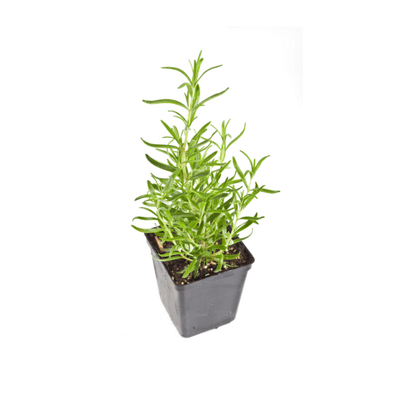 Rosemary Herb Plant, 7 to 9 Inches Starter Plant, Edible and Fragrant Herb for Indoor Planting