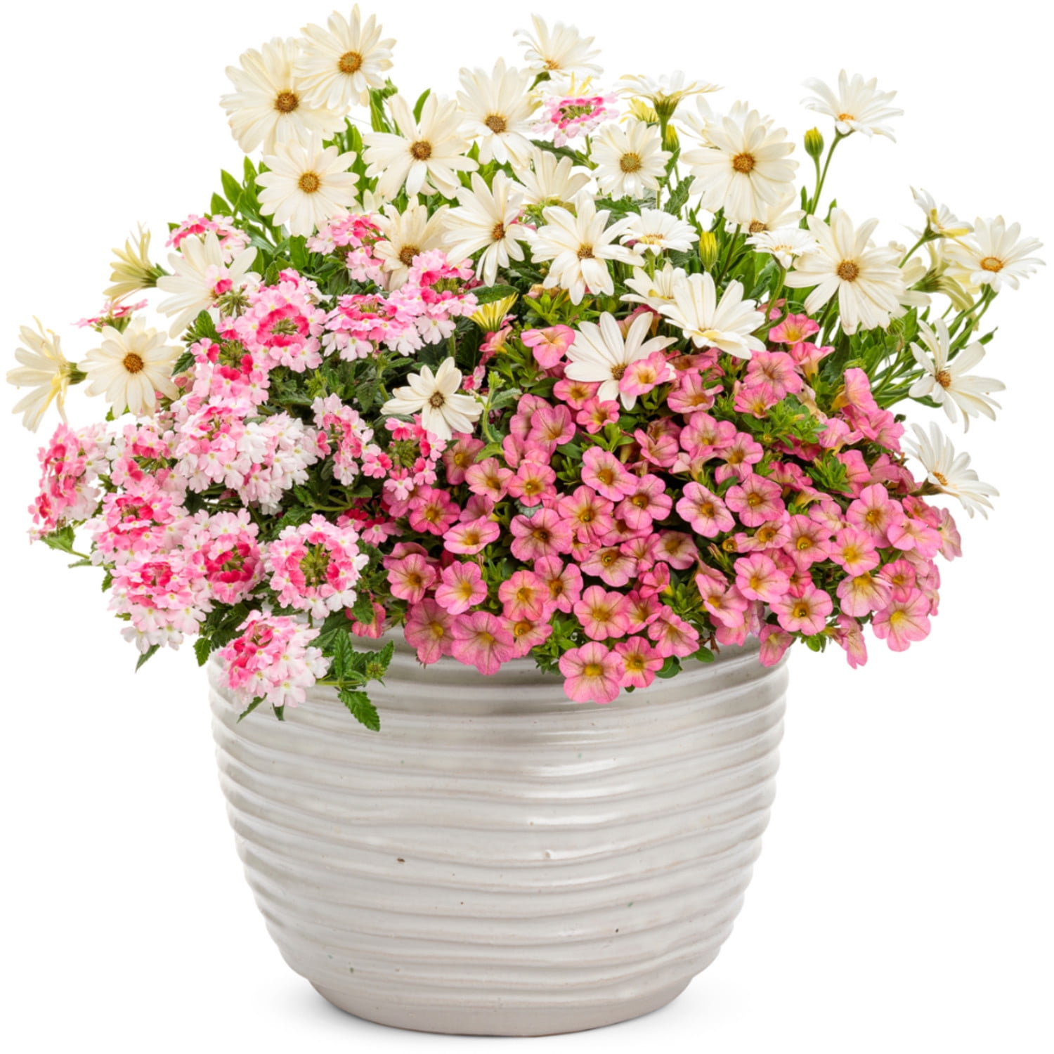 Proven Winners 4" Bright Lights White African Daisy Live Plant in 4.25" Pot (4 Count)