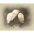 thumbnail image 3 of Brown, Jim 24x20 Black Modern Framed Museum Art Print Titled - Cattle Egrets, 3 of 5