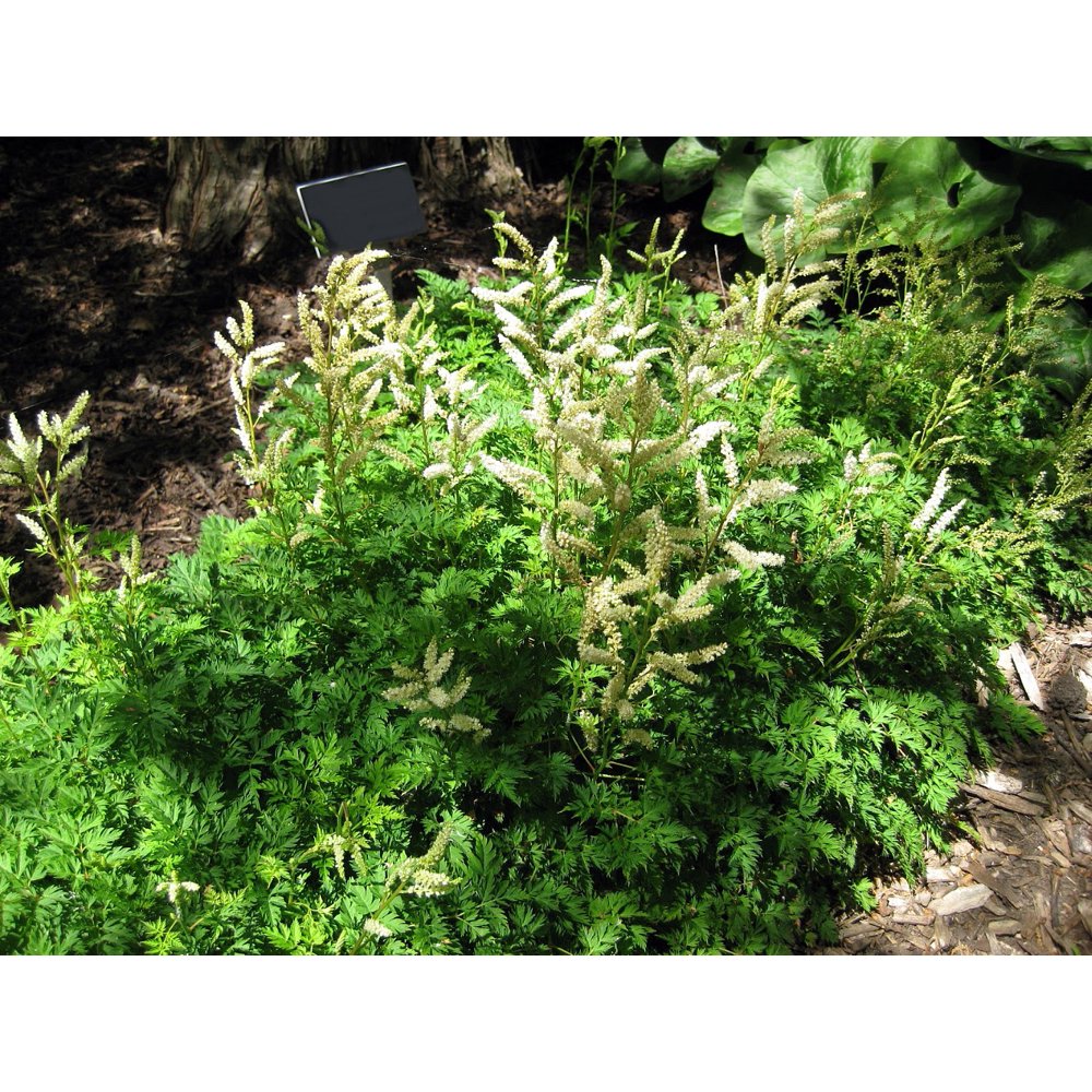 Goats Beard Dwarf Perennial Live Plant Aruncus Gallon Goats Beard Dwarf Perennial Live Plant Aruncus Gallon