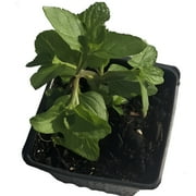 Mint, Spearmint Plant, (Mentha spicata) 2.5 inch pot