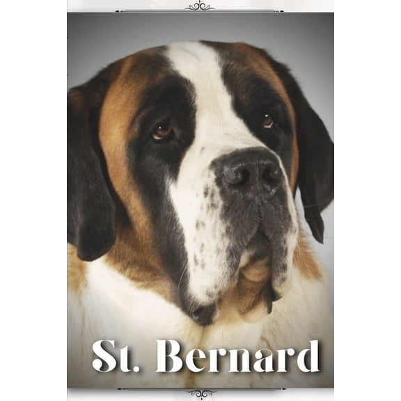 St. Bernard: Dog breed overview and guide (Paperback)