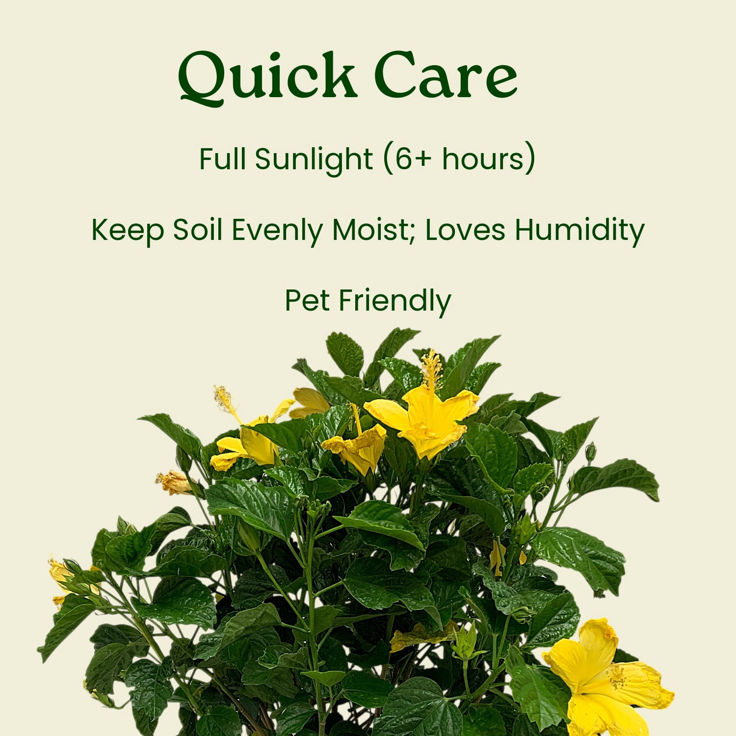 Tropical Plants of Florida 26" to 28" Yellow Live Hibiscus Bush; Full Sunlight, Yellow Flowering Plant
