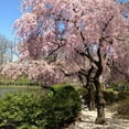 thumbnail image 2 of Akebono Flowering Cherry Tree, Dormant Tree, Cherry Blossom for Garden, 6-12 Inch in 2,5 Inches Pot, 2 of 6