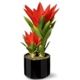 thumbnail image 1 of National Tree NF36-5077M-1 Potted Bromeliad Plant, 1 of 1