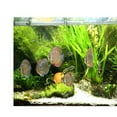 thumbnail image 3 of DOLITY 3D Aquarium Background (Tropical & Grass) Tank Picture Decoration - XXL, 3 of 9