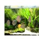 thumbnail image 3 of Fondo de acuario 3D ( y hierba) Decoración de imagen de SG Yuyangstore Vinilo decorativo pecera, 3 of 8
