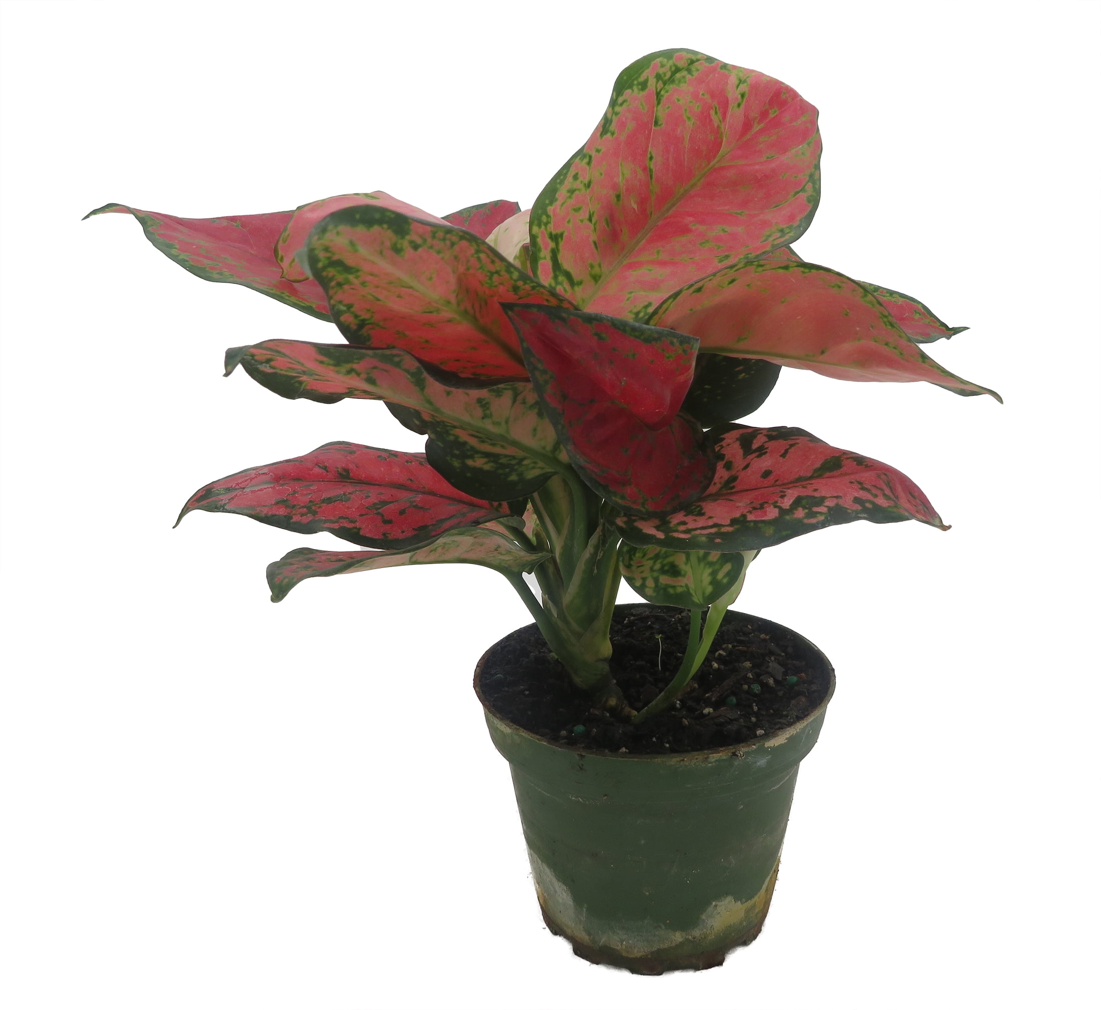 Tricolor Chinese Evergreen Plant - Aglaonema pictum - Camouflage - 4" Pot -  Walmart.com