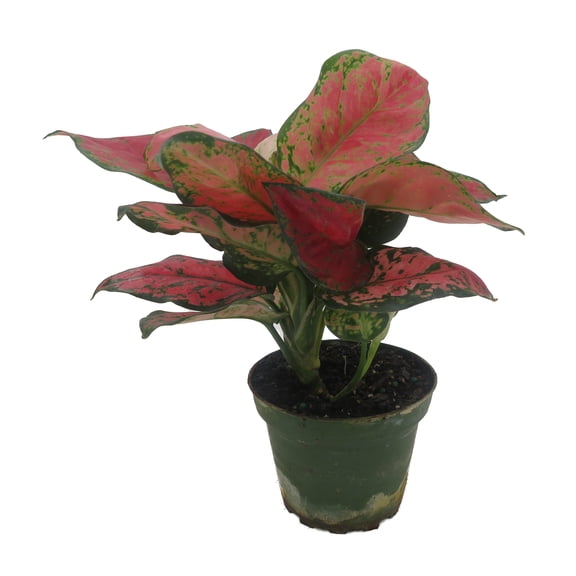 Black Maroon Chinese Evergreen Plant - Aglaonema - Grows in Dim Light - 4" Pot