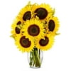 From You Flowers - Stunning Sunflowers with Glass Vase (Fresh Flowers) Birthday, Anniversary, Get Well, Sympathy, Congratulations, Thank You