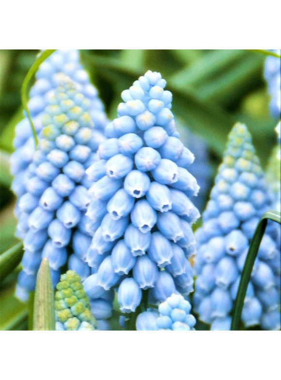 Hyacinth Bulbs in Plant Bulbs