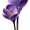 Crocus, variant on Surreal Planet Cyclists Canvas Print, Wall Art for Living Room Bedroom Office Dining Room Hallway