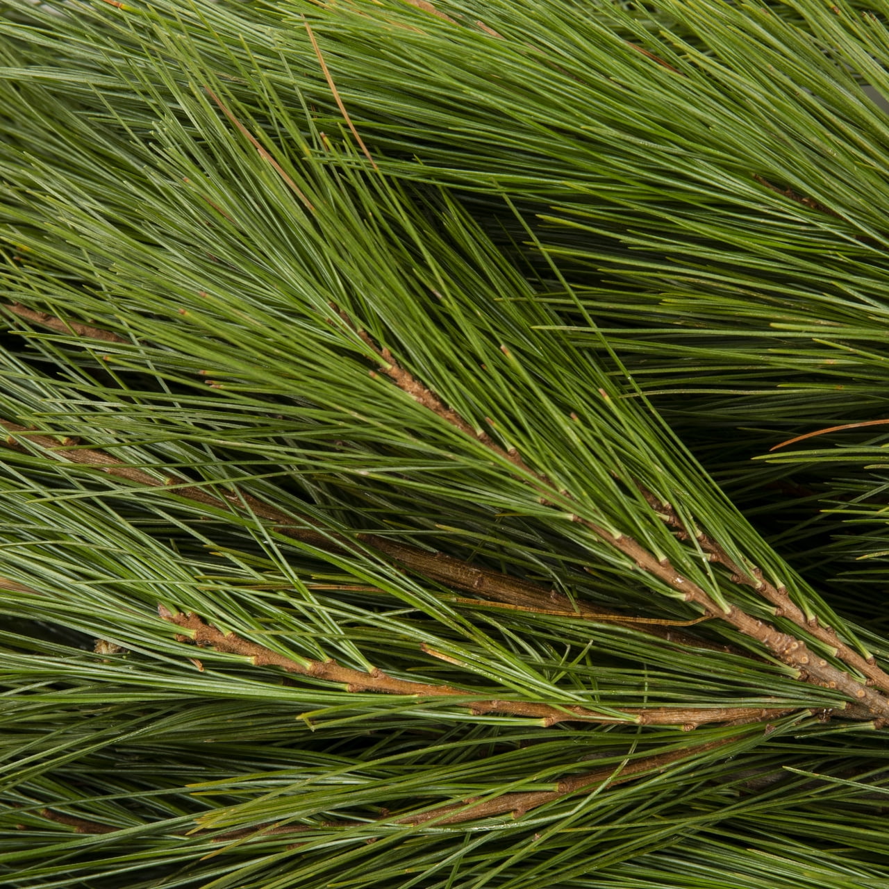 Expert Gardener 6 Inch Bough Bundle Bouqet Fresh Cut Pine Holiday Greens Live Plants