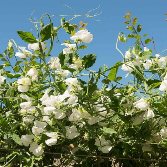 Outsidepride Sweet Peas Royal White - 500 Seeds