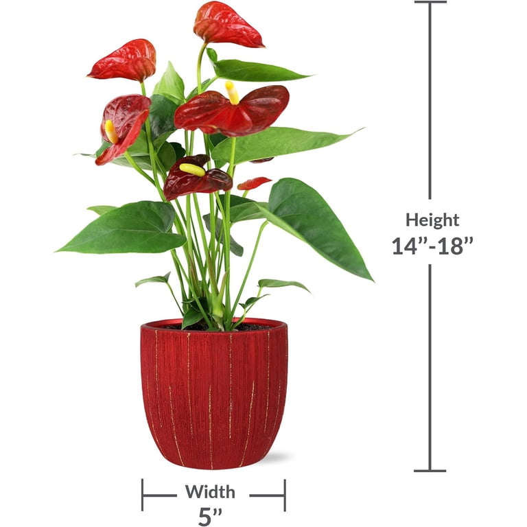 Just Add Ice 14-18 inch Tall Red Anthurium in 5 inch Red Ceramic Pot, Live Plant, Indirect Light, Indoor House Plant