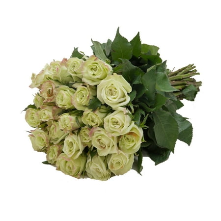 Green Roses Gift 40 cm – Fresh Cut – 24 Stems Green Roses Gift 40 cm – Fresh Cut – 24 Stems