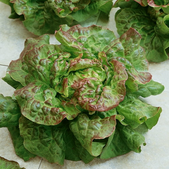 Santa Fe Butterhead Lettuce Seeds - 25 Lb Bulk ~10000000 Seeds - Non-GMO - Vegetable Garden - Lactuca sativa