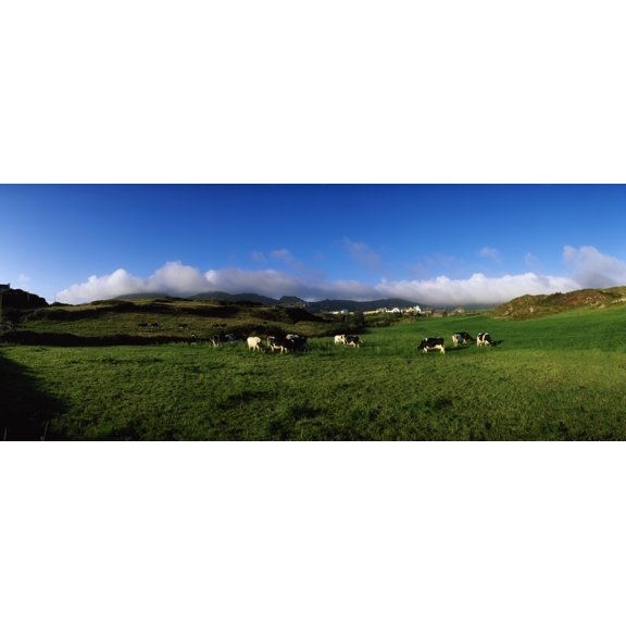 Friesian Cattle Allihies Co Cork Ireland Canvas Art - The Irish Image Collection Design Pics (44 x 18)