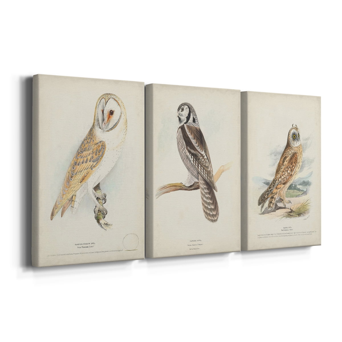 Barn Owl Premium Gallery Wrapped Canvas - Ready to Hang - 18 x 27 Each
