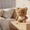 G, variant on 6In Plush Animal Doll Khaki Bear Soft Stuffed Toy for Study Companion Bedroom Ornament Computer Desk for Birthday Holiday Gift