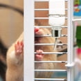 thumbnail image 4 of COSMOBETTY 2Ud Bebedero De Pet Transparente Fácil Limpieza Para Conejos Y Hamsters, 4 of 7