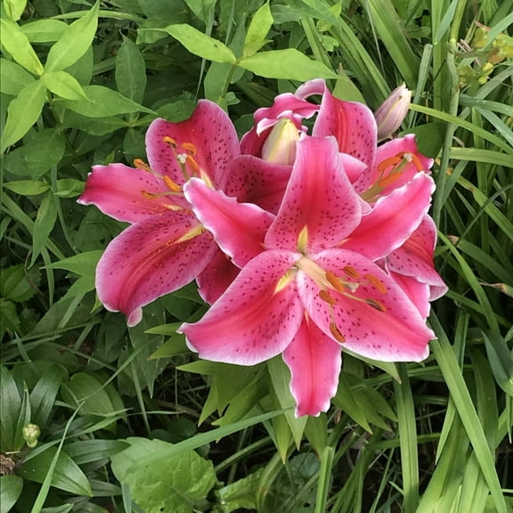 3 Stargazer Lilies Tuber Live, Floweing Stargazer Lily Plant for Outdoor Landscape