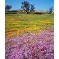 thumbnail image 2 of Talbot Frank, Christopher 12x14 White Modern Wood Framed Museum Art Print Titled - California, Cleveland NF Flowers blooming, 2 of 4