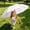 White, variant on 38" Large Compact Travel Umbrella Folding Sun Umbrellas for Rain Oversized Foldable Vented Double Windproof Telescopic 8 Ribs Sturdy Large Size, White