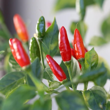 Pepper Plant Hot Chili Pepper Live Plants for Growing, 80 Days Old Plants (Chile Pequin)