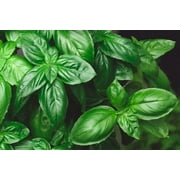 500+ Genovese Basil Seeds for Planting - Made in USA - Great for Making Pesto