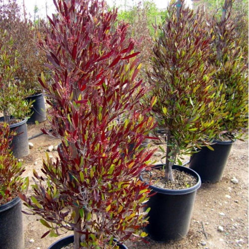 is purple hopseed bush poisonous to dogs