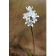 thumbnail image 2 of Stalus, Judy 11x14 White Modern Wood Framed Museum Art Print Titled - Spring, 2 of 4