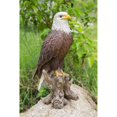 thumbnail image 1 of Bald Eagle sur Souche, 1 of 6