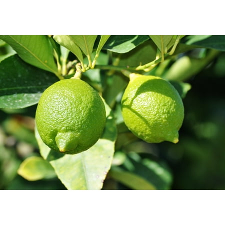Canvas Print Lemon Citrus Fruits Lemon Tree Green Grow Stretched Canvas 10 x