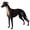 Black, variant on Holzlrgus Animals Figure - Realistic Greyhound Dog Figurines - Early Educational Toys Science Project Christmas Birthday for Boys and Girls (Brown)