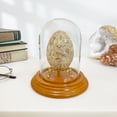 thumbnail image 2 of Plymor 3" x 4" Glass Display Dome Cloche (Oak Veneer Base), 2 of 2