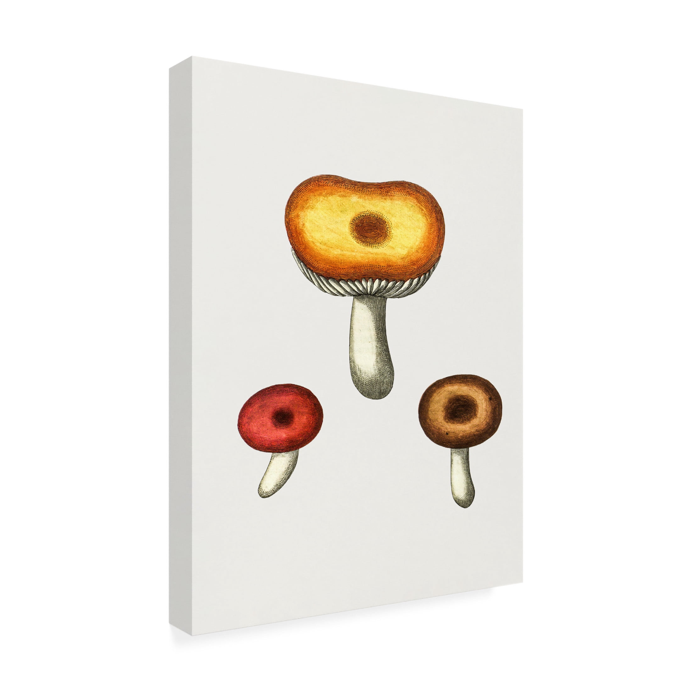Trademark Fine Art Pictufy  Hand Drawn Galerina Mushroom Canvas Wall Art