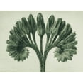thumbnail image 2 of Blossfeldt, Karl 14x12 Black Ornate Wood Framed with Double Matting Museum Art Print Titled - Symphytum Officinale (Common Comfrey), 2 of 4