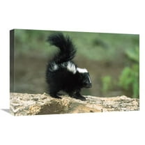 16 x 24 in. Striped Skunk Kit on Log with Raised Tail to Spray, North America Art Print - Konrad Wothe