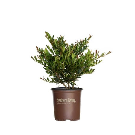 Southern Living Cast in Bronze Distylium Live Shrub in 2-Gallon Grower Pot