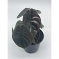 thumbnail image 5 of Alocasia Cuprea, Jewel Alocasia, Red Secret, 4 inch, Mirror Plant, Rare, 5 of 9