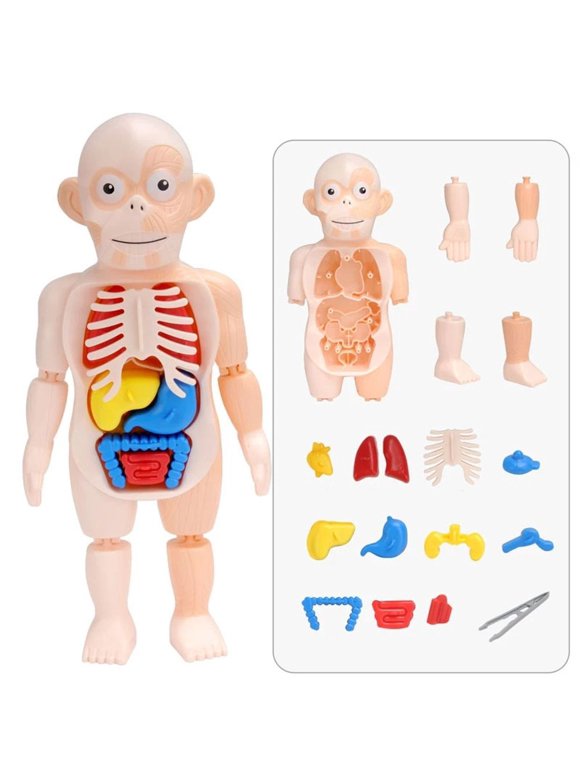 Anatomy Toys for Kids in STEM Toys & Games