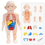 Kids 3D Puzzle School Accessories Anatomy Toys Body Organ Human Body Doll Human organ Model Teaching Tool Educational Toys Educational Learning 1